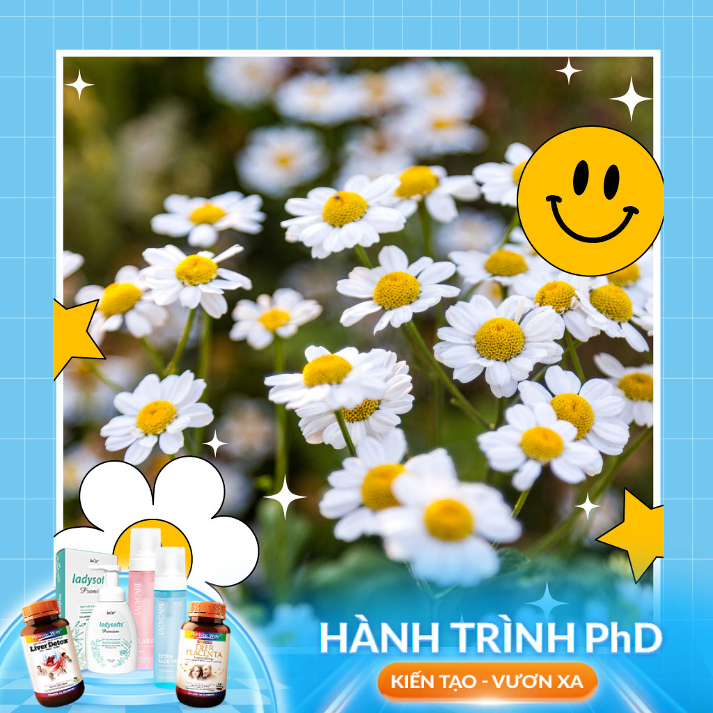 Cúc La Mã: Cơ Chế Hỗ Trợ Kháng Khuẩn và Dịu Da