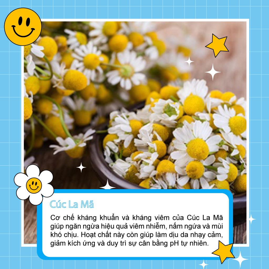 Cúc La Mã: Cơ Chế Hỗ Trợ Kháng Khuẩn và Dịu Da