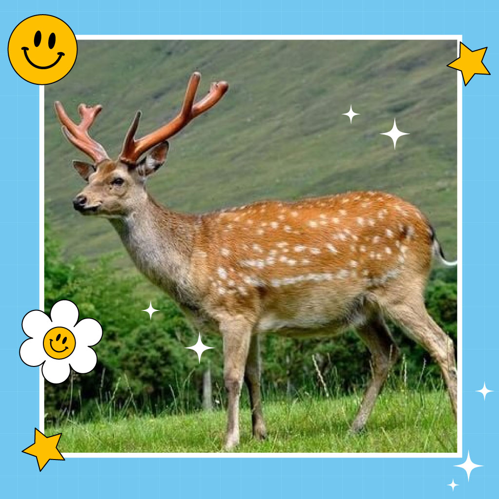 Nhau thai hươu: 5 Lợi Ích Bất Ngờ Cho Sức Khỏe